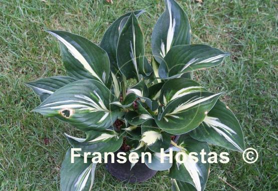 Hosta Sting